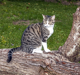 Fototapeta premium cat watching and hunting by night