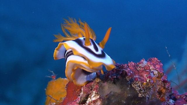 Dorid Nudibranch, sea slug