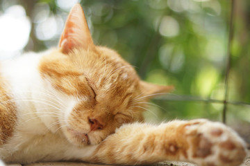 眠る茶猫