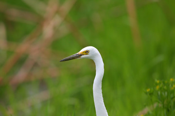Intermediate Egret (Ardea intermedia) in Jaan