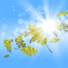 Autumn leaves