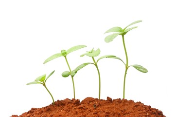 Growing plants