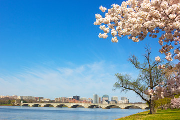 Cherry blossom near Potomac River in Washington DC. - obrazy, fototapety, plakaty