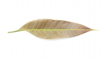 Fototapeta na wymiar Mango leaf