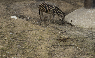 Fototapeta na wymiar a zebra in the zoo