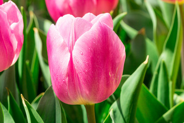 tulips