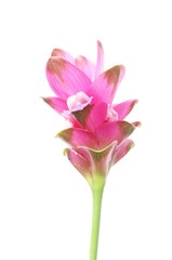 Obraz na płótnie Canvas Siam Tulip