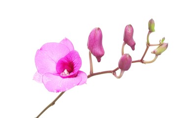 Fototapeta premium Pink Spathoglottis plant