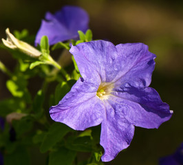 blue petunia flowers