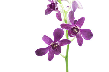 Fototapeta na wymiar Purple orchid plants