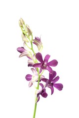 Purple orchid plants