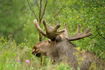 Dziki samiec łosia w naturze, Norwegia - obrazy, fototapety, plakaty