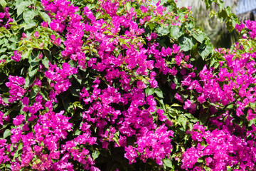 Purple little flowers