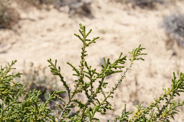 Leaves and branches of Thymelaea hirsuta