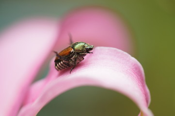 百合の花びらに乗った黄金虫