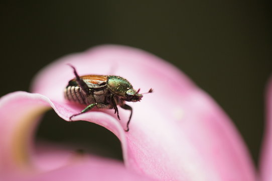 111 Best こがねむし Images Stock Photos Vectors Adobe Stock