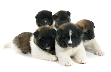 puppy american akita