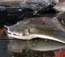 Large Stingray for Sale