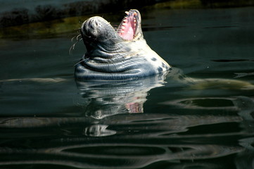 Foka, Halichoerus grypus © janmiko