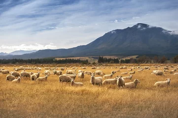 Papier Peint photo autocollant Moutons Moutons en Nouvelle-Zélande