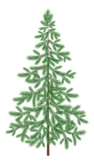 Christmas green spruce fir tree isolated