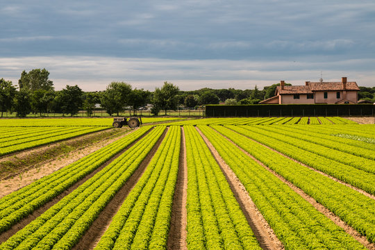campo di insalata 1