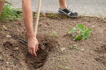 Farmer's hands planting a sunflower in the garden