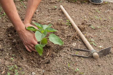 Farmer's hands planting a sunflower in the garden