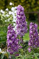Obraz premium Purple Delphinium Flower in Garden