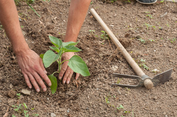 Farmer's hands planting a sunflower in the garden - 69796966