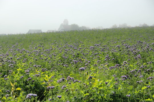 Futter&ouml;lrettich in voller Bl&uuml;te am Dorfrand