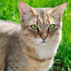 cat on a background of a green grass
