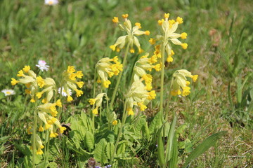 Echte Schlüsselblume