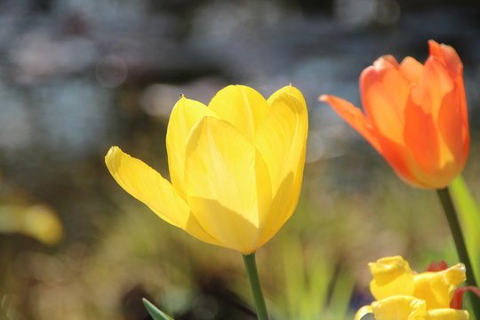 Tulpen blühen im Sonnenschein