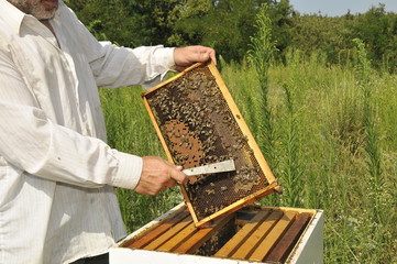 beekeepers in a time of work