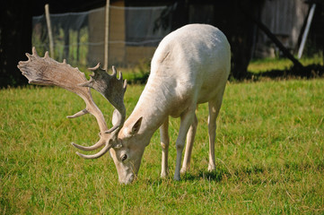 Damwild Hirsch