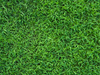 Green grass