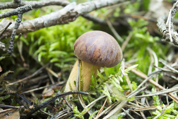Mushroom