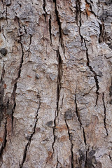 Tree bark texture