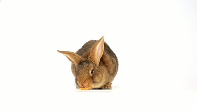 rabbit