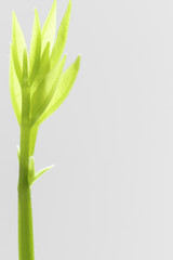 background, leaf growing