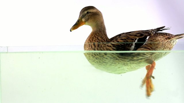 duck floating on water on a white background