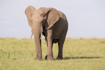 Fototapeta na wymiar éléphant dans le Bush du Maasaï Mara