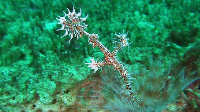 Ornate ghost pipefish