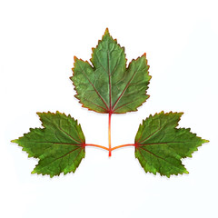 Green leaf on the white background