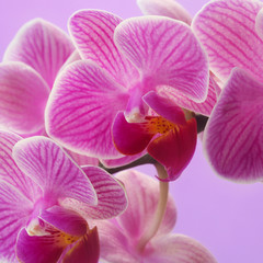 Orchids