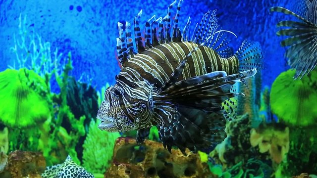 Lion fish in aquarium with blue backgroun