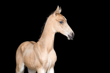 Small foal of a horse on black background