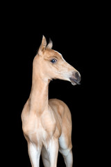 Fototapeta na wymiar Small foal of a horse on black background