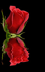 Mokra czerwona róża
